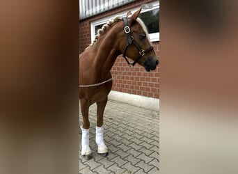 Deutsches Reitpony, Wallach, 5 Jahre, 146 cm, Fuchs