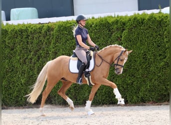 Deutsches Reitpony, Wallach, 5 Jahre, 146 cm, Palomino