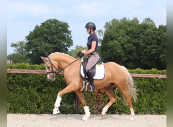 Deutsches Reitpony, Wallach, 5 Jahre, 146 cm, Palomino
