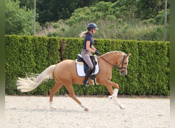 Deutsches Reitpony, Wallach, 5 Jahre, 146 cm, Palomino