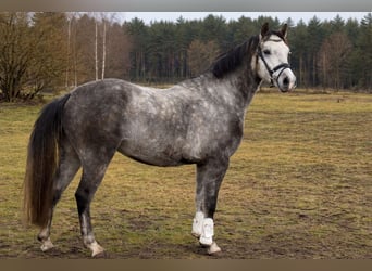 Deutsches Reitpony, Wallach, 5 Jahre, 146 cm, Schimmel