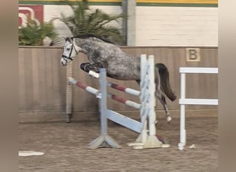 Deutsches Reitpony, Wallach, 5 Jahre, 146 cm, Schimmel