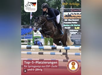 Deutsches Reitpony, Wallach, 5 Jahre, 146 cm, Schimmel