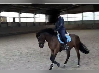 Deutsches Reitpony, Wallach, 5 Jahre, 147 cm, Brauner