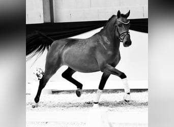 Deutsches Reitpony, Wallach, 5 Jahre, 147 cm, Brauner