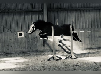 Deutsches Reitpony, Wallach, 5 Jahre, 147 cm, Brauner