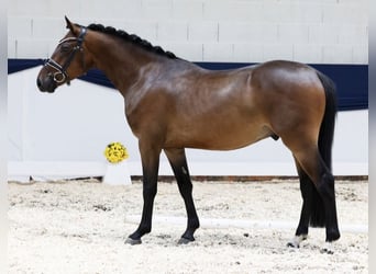 Deutsches Reitpony, Wallach, 5 Jahre, 147 cm, Brauner