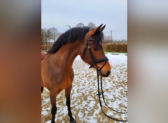 Deutsches Reitpony, Wallach, 5 Jahre, 147 cm, Brauner