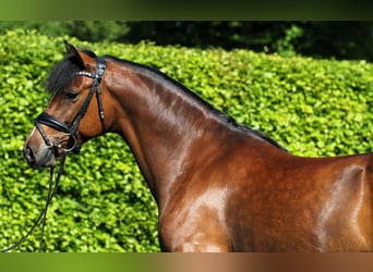 Deutsches Reitpony, Wallach, 5 Jahre, 147 cm, Brauner