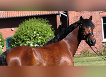 Deutsches Reitpony, Wallach, 5 Jahre, 147 cm, Brauner