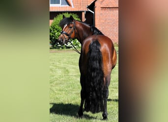 Deutsches Reitpony, Wallach, 5 Jahre, 147 cm, Brauner