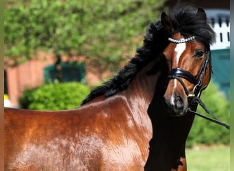 Deutsches Reitpony, Wallach, 5 Jahre, 147 cm, Brauner