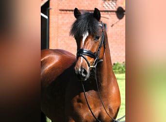 Deutsches Reitpony, Wallach, 5 Jahre, 147 cm, Brauner