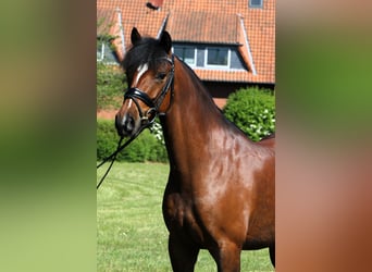 Deutsches Reitpony, Wallach, 5 Jahre, 147 cm, Brauner