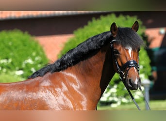 Deutsches Reitpony, Wallach, 5 Jahre, 147 cm, Brauner
