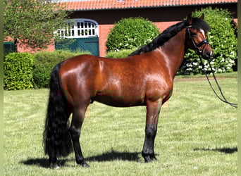 Deutsches Reitpony, Wallach, 5 Jahre, 147 cm, Brauner
