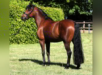 Deutsches Reitpony, Wallach, 5 Jahre, 147 cm, Brauner