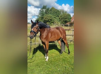 Deutsches Reitpony, Wallach, 5 Jahre, 147 cm, Brauner