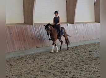Deutsches Reitpony, Wallach, 5 Jahre, 147 cm, Brauner