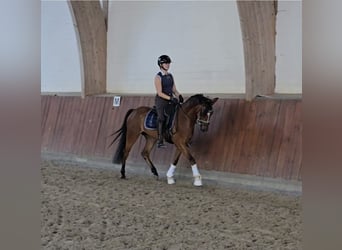 Deutsches Reitpony, Wallach, 5 Jahre, 147 cm, Brauner