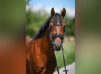 Deutsches Reitpony, Wallach, 5 Jahre, 147 cm, Brauner