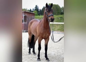 Deutsches Reitpony, Wallach, 5 Jahre, 147 cm, Brauner