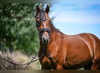 Deutsches Reitpony, Wallach, 5 Jahre, 147 cm, Brauner