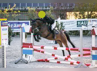 Deutsches Reitpony, Wallach, 5 Jahre, 147 cm, Brauner