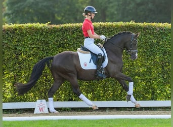 Deutsches Reitpony, Wallach, 5 Jahre, 147 cm, Dunkelfuchs