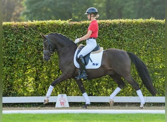 Deutsches Reitpony, Wallach, 5 Jahre, 147 cm, Dunkelfuchs