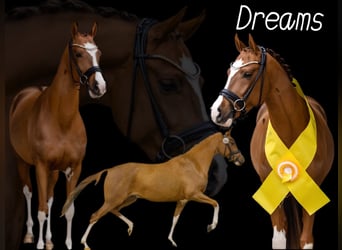 Deutsches Reitpony, Wallach, 5 Jahre, 147 cm, Dunkelfuchs