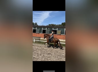 Deutsches Reitpony, Wallach, 5 Jahre, 147 cm, Dunkelfuchs