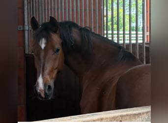 Deutsches Reitpony, Wallach, 5 Jahre, 147 cm, Dunkelfuchs