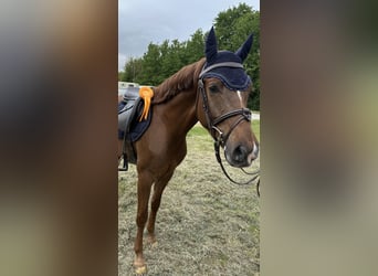 Deutsches Reitpony, Wallach, 5 Jahre, 147 cm, Dunkelfuchs