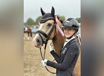 Deutsches Reitpony, Wallach, 5 Jahre, 147 cm, Falbe