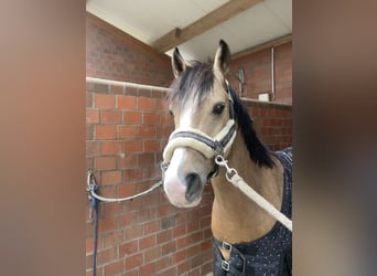 Deutsches Reitpony, Wallach, 5 Jahre, 147 cm, Falbe