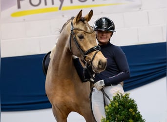 Deutsches Reitpony, Wallach, 5 Jahre, 147 cm, Falbe