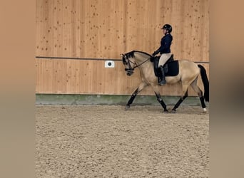 Deutsches Reitpony, Wallach, 5 Jahre, 147 cm, Falbe
