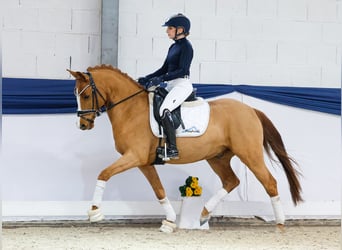 Deutsches Reitpony, Wallach, 5 Jahre, 147 cm, Fuchs