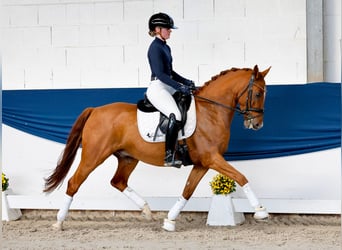 Deutsches Reitpony, Wallach, 5 Jahre, 147 cm, Fuchs