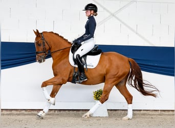 Deutsches Reitpony, Wallach, 5 Jahre, 147 cm, Fuchs