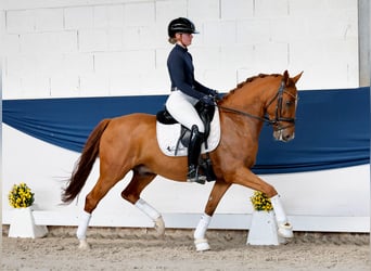 Deutsches Reitpony, Wallach, 5 Jahre, 147 cm, Fuchs