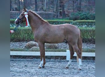 Deutsches Reitpony, Wallach, 5 Jahre, 147 cm, Fuchs