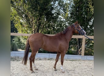 Deutsches Reitpony, Wallach, 5 Jahre, 147 cm, Fuchs