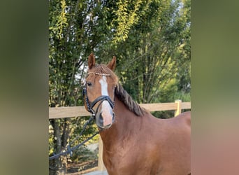 Deutsches Reitpony, Wallach, 5 Jahre, 147 cm, Fuchs