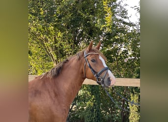 Deutsches Reitpony, Wallach, 5 Jahre, 147 cm, Fuchs