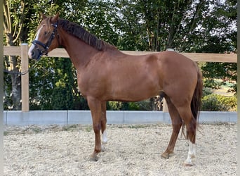 Deutsches Reitpony, Wallach, 5 Jahre, 147 cm, Fuchs