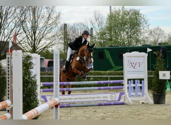 Deutsches Reitpony, Wallach, 5 Jahre, 147 cm, Fuchs