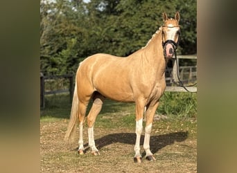 Deutsches Reitpony, Wallach, 5 Jahre, 147 cm, Palomino