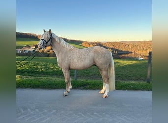 Deutsches Reitpony, Wallach, 5 Jahre, 147 cm, Palomino